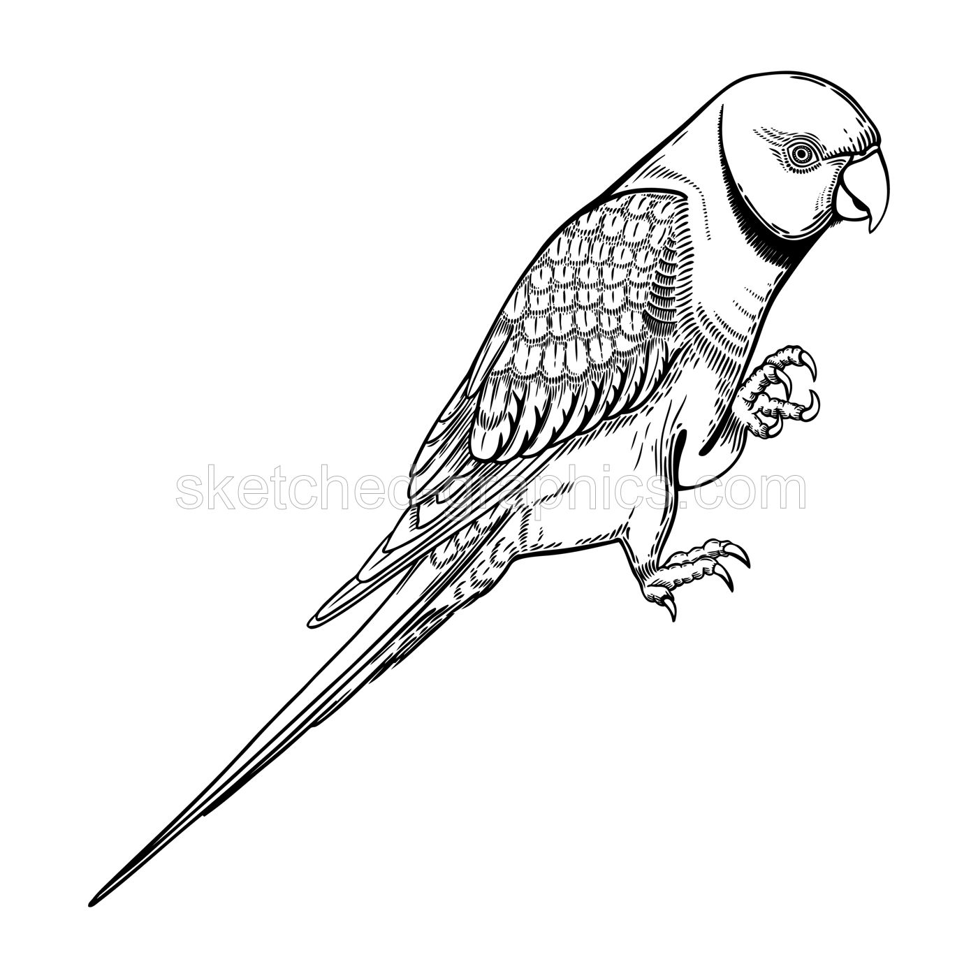 Rose-ringed parakeet. Ring-necked parakeet. Indian ringneck parrot. Beautiful green parrot in engraved style. Hand drawn wild bird illustration isolated on white Illustration